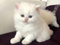 Top Suratlı Saf Kan British Longhair Yavrularım