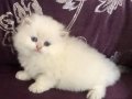 Top Suratlı Saf Kan British Longhair Yavrularım