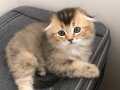 Top Suratlı Scottish Fold Black Golden ny25 Yavrum 