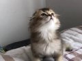 Top Suratlı Scottish Fold Black Golden ny25 Yavrum 