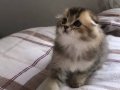 Top Suratlı Scottish Fold Black Golden ny25 Yavrum 