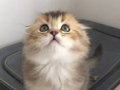 Top Suratlı Scottish Fold Black Golden ny25 Yavrum 