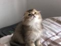 Top Suratlı Scottish Fold Black Golden ny25 Yavrum 