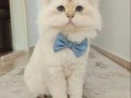 Top Suratlı Scottish Fold Black Golden ny25 Yavrum 