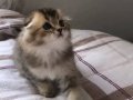 Scottish Fold Black Golden ny25 Yavrumu Sahiplenlendireceğim