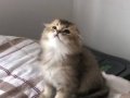 Scottish Fold Black Golden ny25 Yavrumu Sahiplenlendireceğim