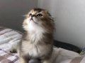 Scottish Fold Black Golden ny25 Yavrumu Sahiplenlendireceğim