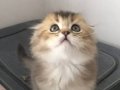Scottish Fold Black Golden ny25 Yavrumu Sahiplenlendireceğim