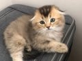 Scottish Fold Black Golden ny25 Yavrumu Sahiplenlendireceğim