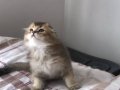 Scottish Fold Black Golden ny25 Yavrumu Sahiplenlendireceğim