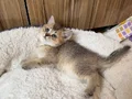 Safkan top suratlı yavrularımı sahiplendireceğim