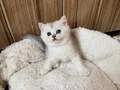 Safkan top suratlı yavrularımı sahiplendireceğim