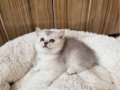 Safkan top suratlı yavrularımı sahiplendireceğim
