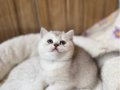 Safkan top suratlı yavrularımı sahiplendireceğim