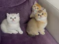 Safkan top suratlı yavrularımı sahiplendireceğim