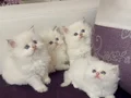 Top suratlı British longhair golden point yavrularım :)