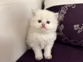 Top suratlı British longhair golden point yavrularım :)