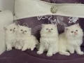 Top suratlı British longhair golden point yavrularım :)