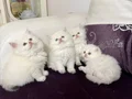 Top suratlı British longhair golden point yavrularım :)