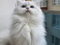 Top suratlı British longhair golden point yavrularım :)
