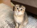 Scottish fold black golden ny25 yavrumu sahiplendireceğim