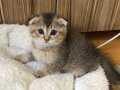 Top suratlı Scottish fold black golden yavrumu sahiplendrcğm