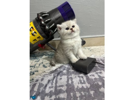 A kalite güzellikler bakımlı sağlıklı 