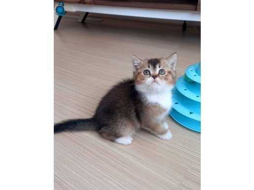 British Shorthair Dişi ve Erkek Yavrular 