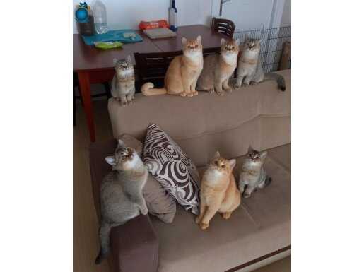British Shorthair Golden Yavrular 
