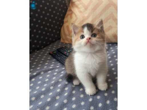 Show Kalite British Shorthair Yavrular 