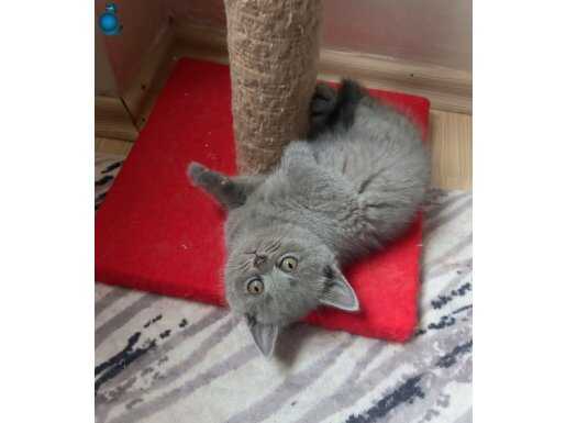 Muhteşem British Shorthair Gri dişi yavrular