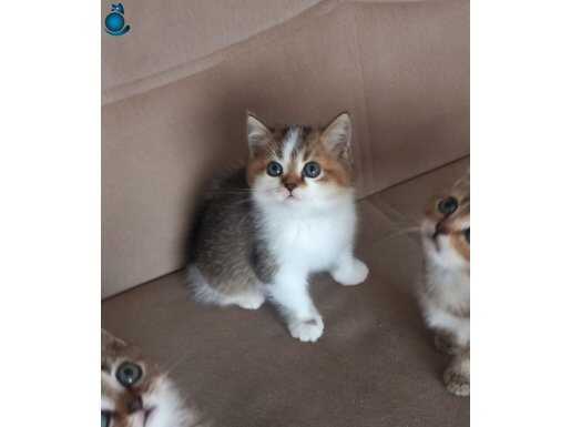 Show Kalite British Shorthair Bicolor Yavrular 
