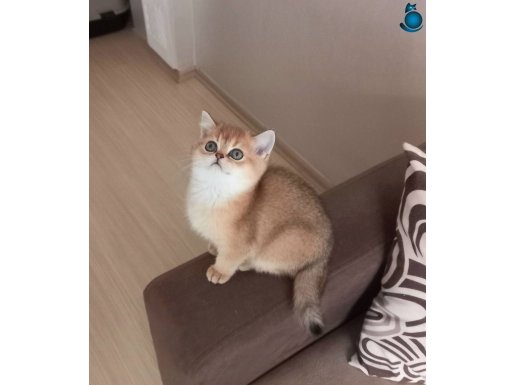 Muhteşem British Shorthair Golden Yavrular 