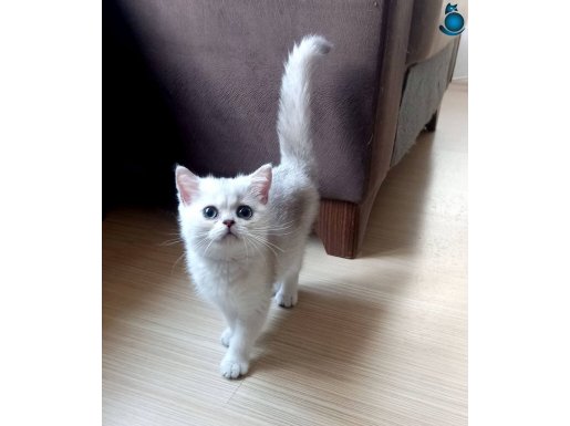 Muhteşem British Shorthair Dişi ve Erkek Yavrular 