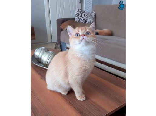 Muhteşem British Shorthair Yavrular 
