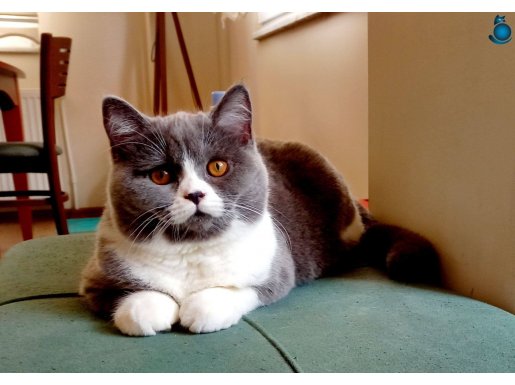4 yaşında kısır British Shorthair Blue Bicolor Dişi 