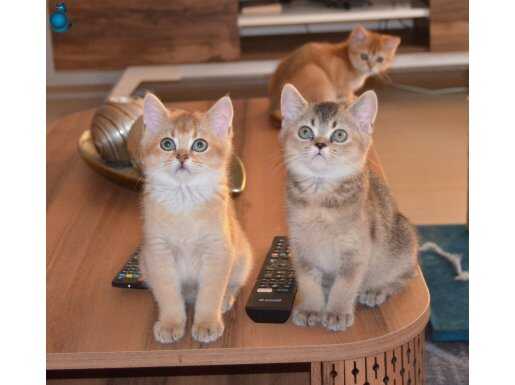 British Shorthair Black Golden Yavrular