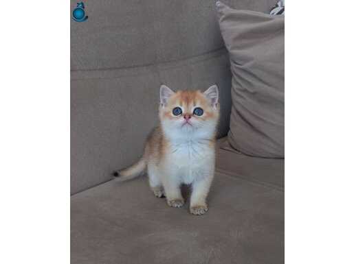 Muhteşem British Shorthair Yavrular 