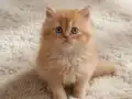 Mükemmel British Longhair Red, Red Bicolor Erkek Yavrular