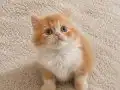 Mükemmel British Longhair Red, Red Bicolor Erkek Yavrular