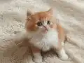 Mükemmel British Longhair Red, Red Bicolor Erkek Yavrular