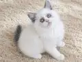 Muhteşem British Shorthair Yavrular 