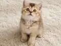 Muhteşem British Shorthair Yavrular 