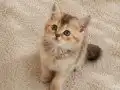 Muhteşem British Shorthair Yavrular 