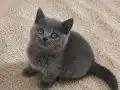Muhteşem British Shorthair Yavrular 