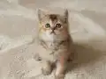 Muhteşem British Shorthair Yavrular 