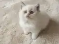 Muhteşem British Shorthair Yavrular 