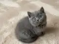 Muhteşem British Shorthair Yavrular 