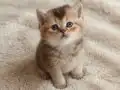 Muhteşem British Shorthair Yavrular 