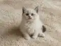 Muhteşem British Shorthair Yavrular 